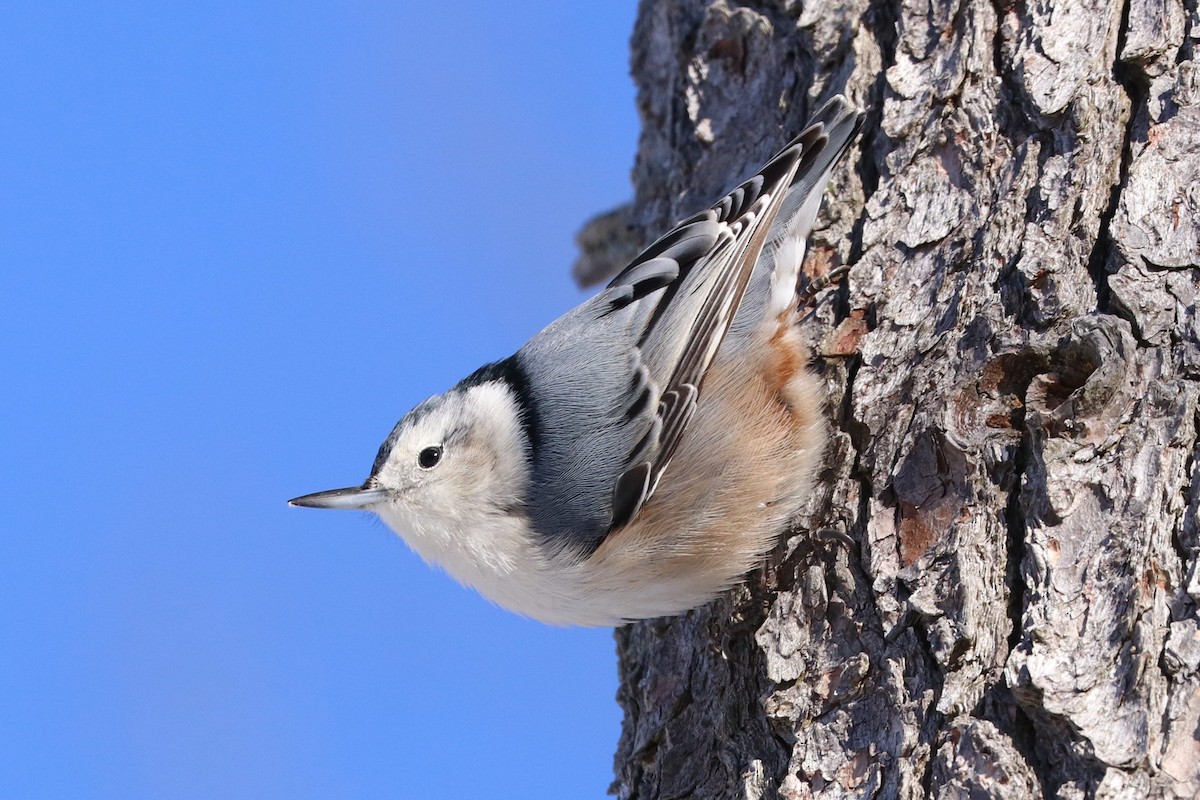 White-breasted Nuthatch - ML646749372