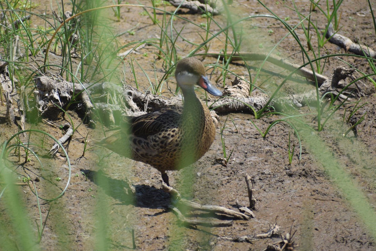 Багамская шилохвость - ML646749373