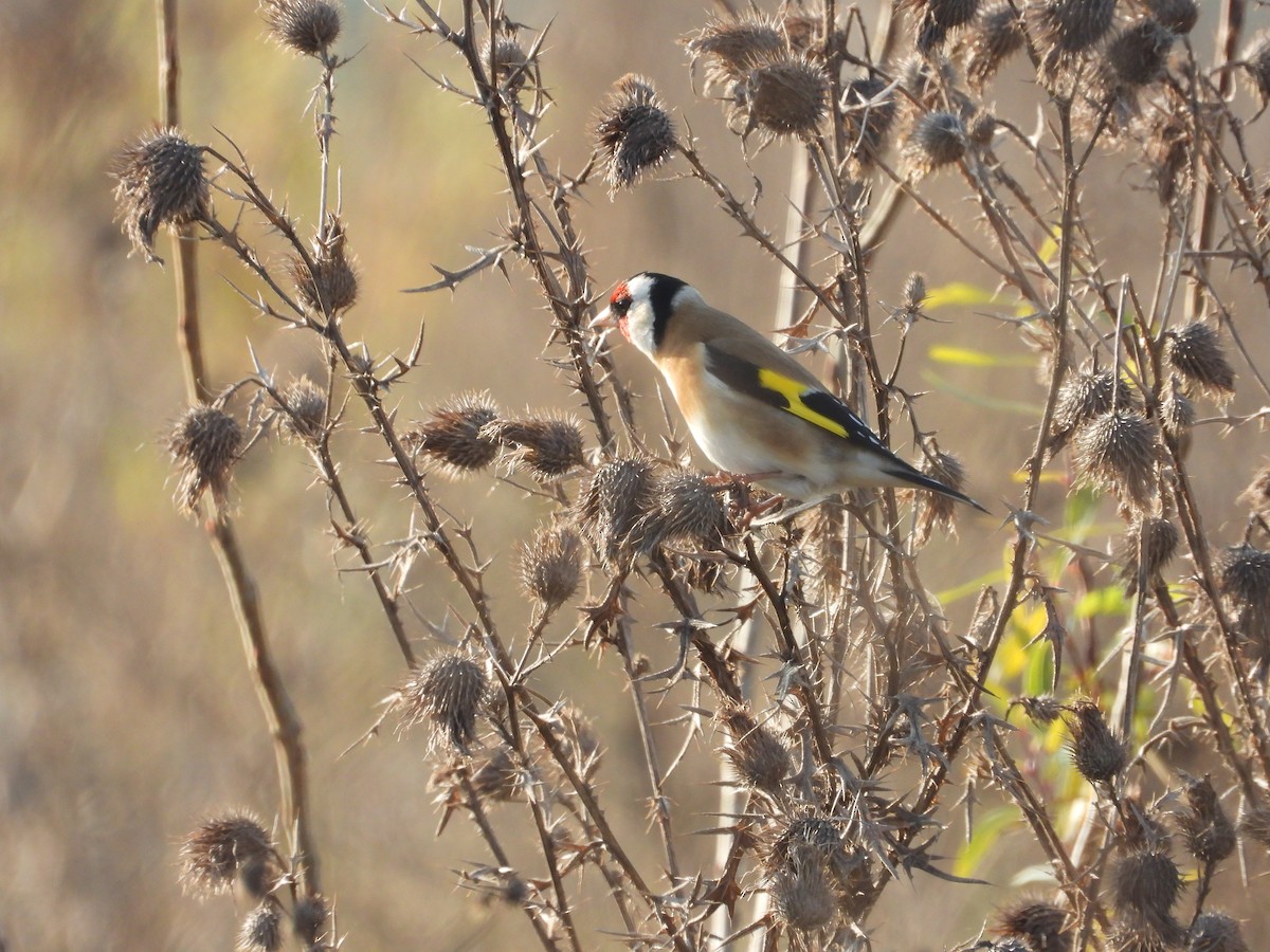 ゴシキヒワ - ML646749375