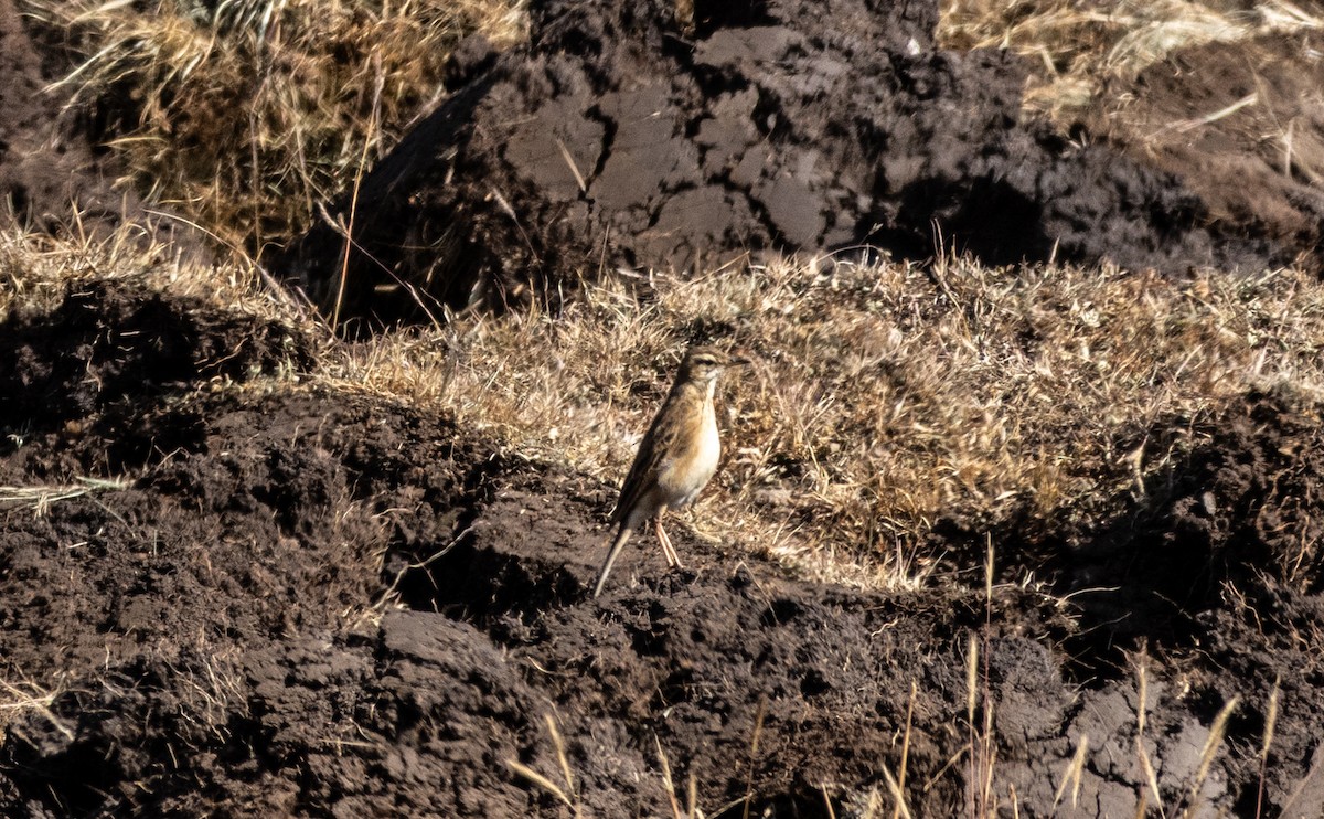 Long-billed Pipit - ML646749379