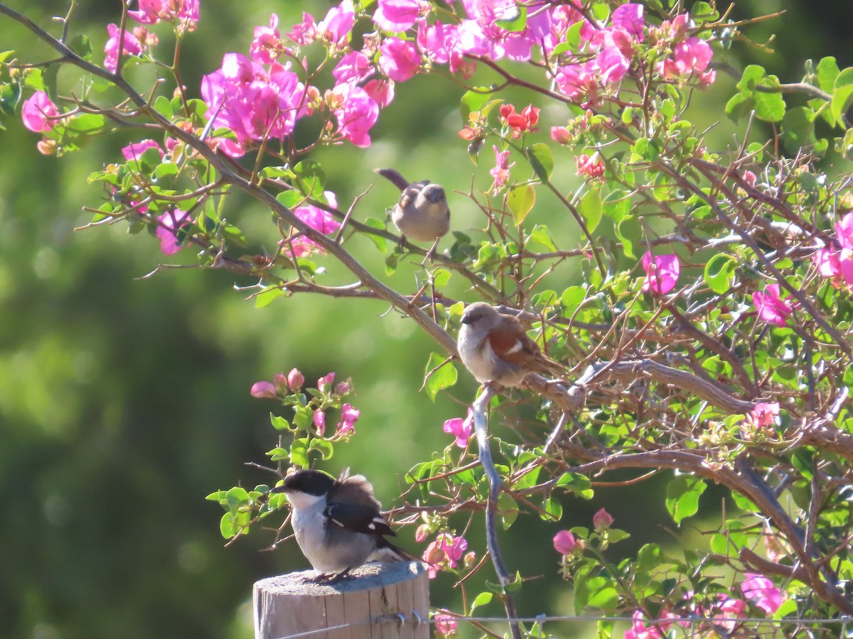 Southern Gray-headed Sparrow - ML646749380