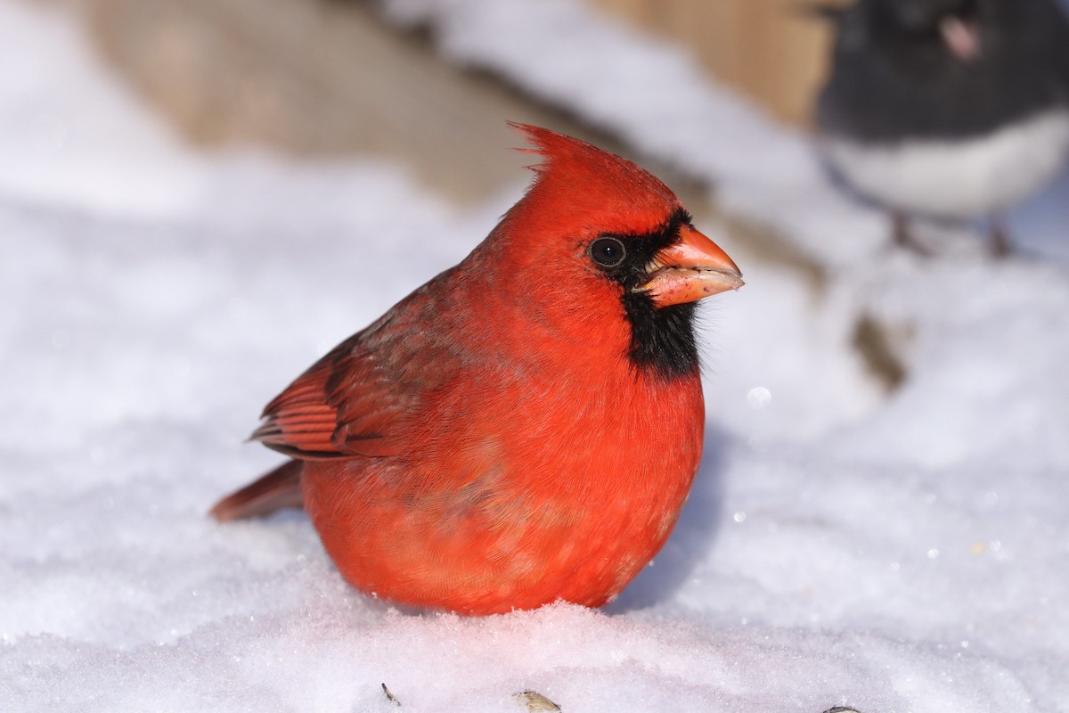 Northern Cardinal - ML646749381