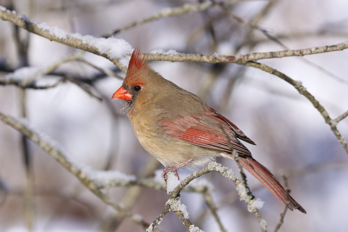 Northern Cardinal - ML646749382