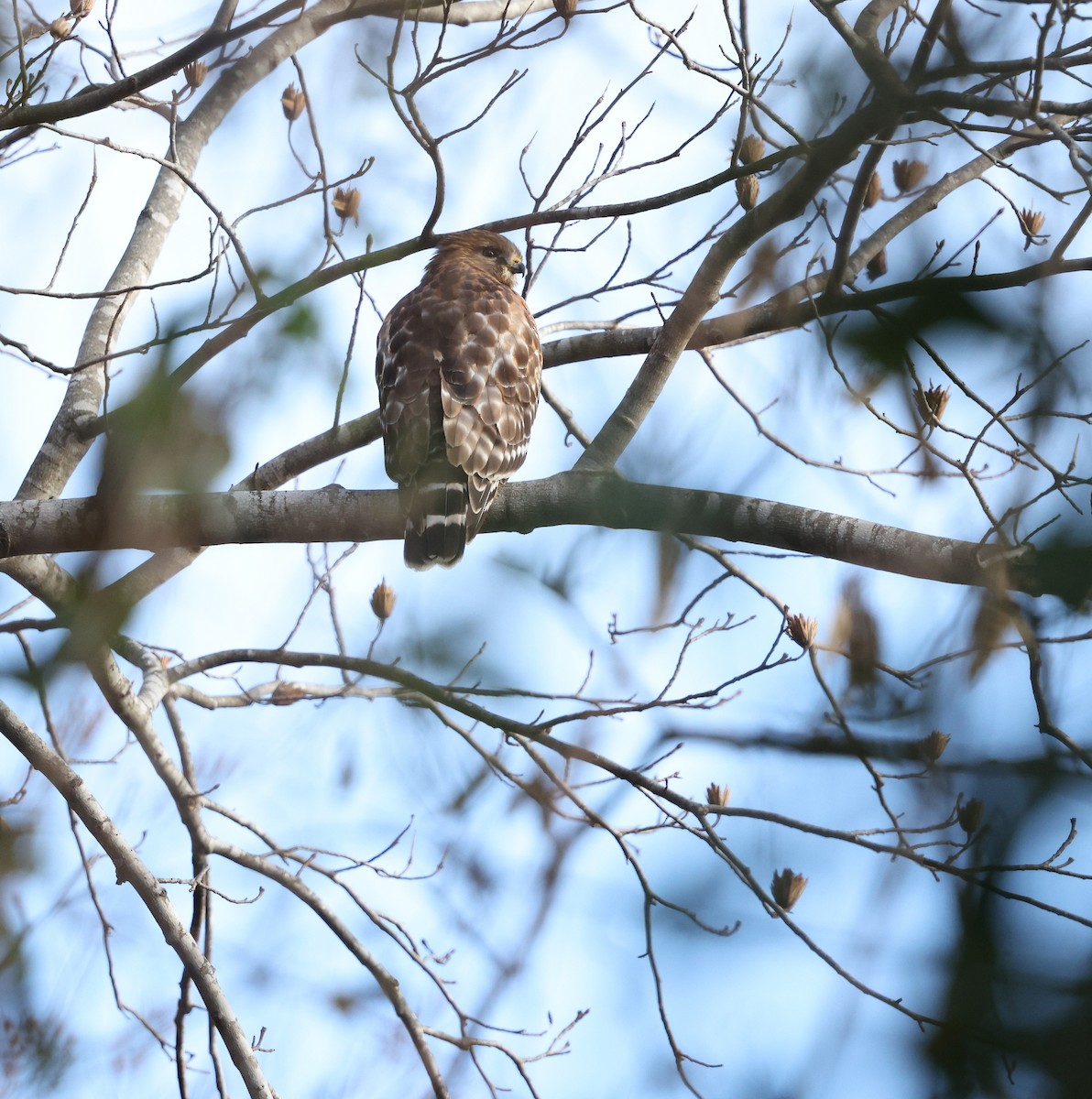 Rotschulterbussard [lineatus-Gruppe] - ML646749383