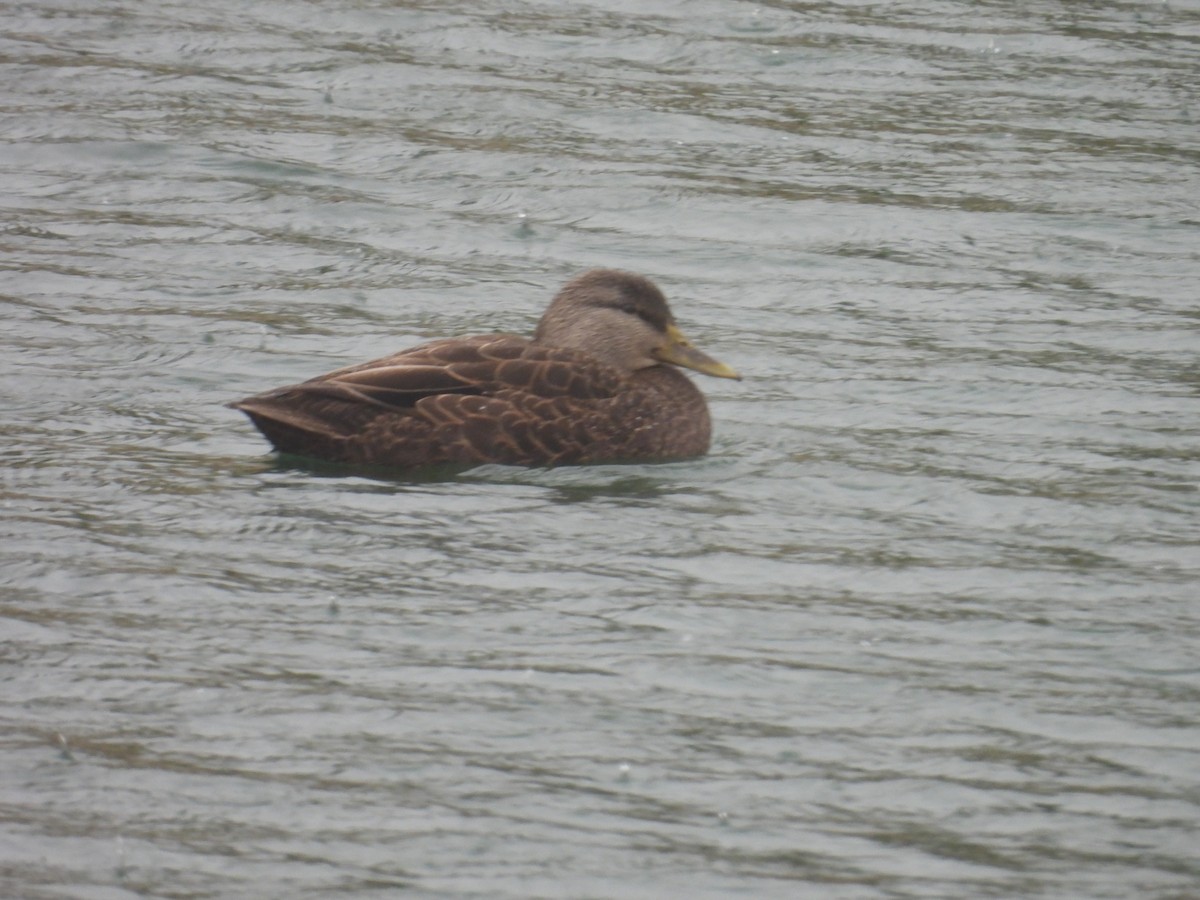 American Black Duck - ML646749390