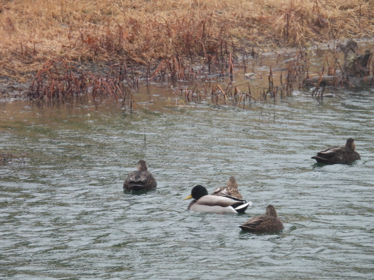 American Black Duck - ML646749391