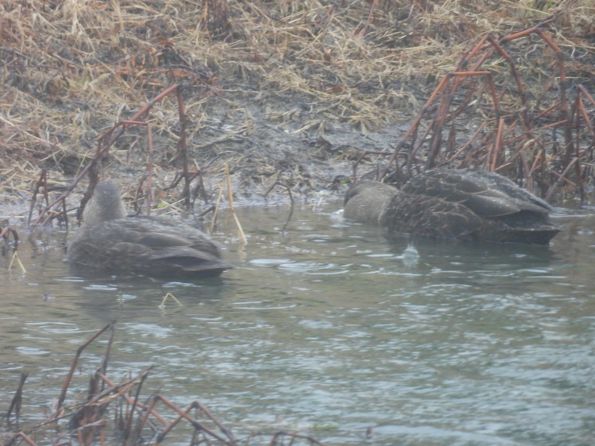 American Black Duck - ML646749392