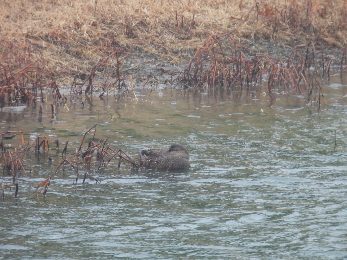American Black Duck - ML646749393