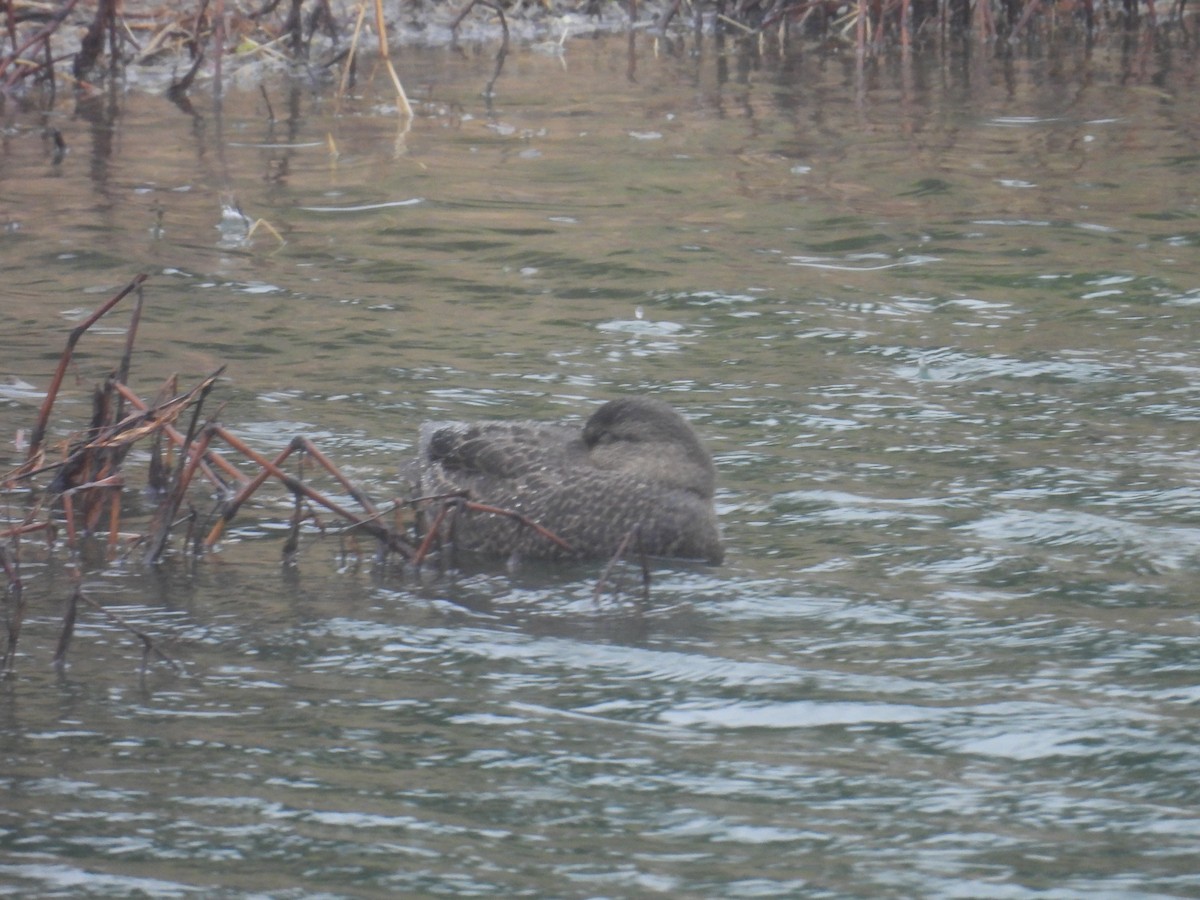 American Black Duck - ML646749394