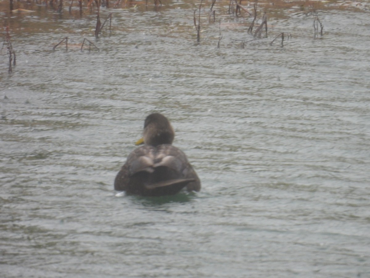 American Black Duck - ML646749395