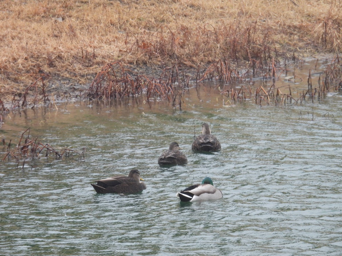 American Black Duck - ML646749397