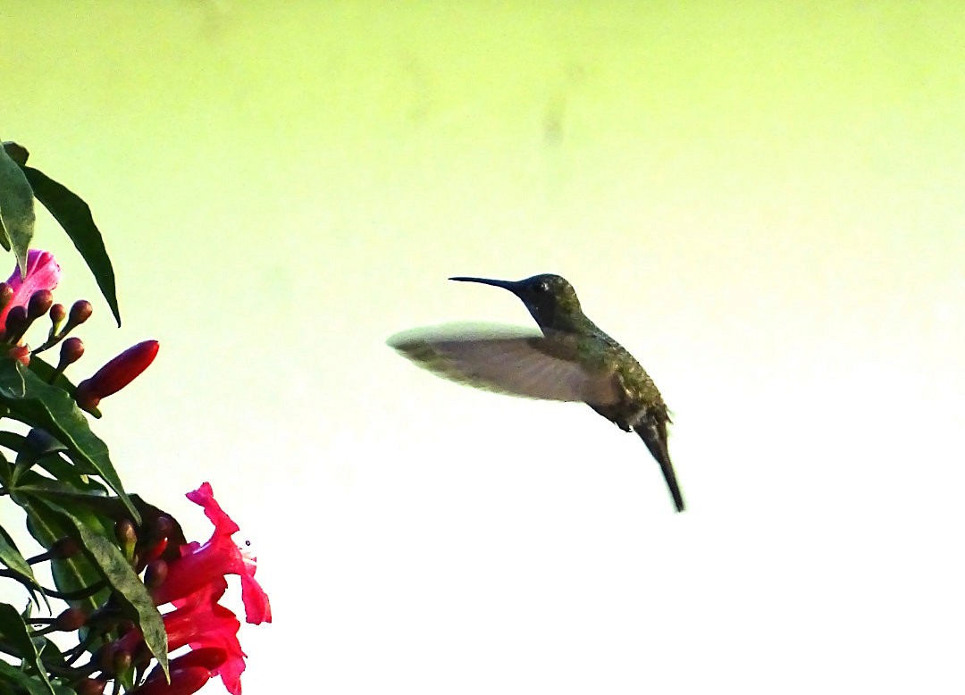 Versicolored Emerald - ML646749398