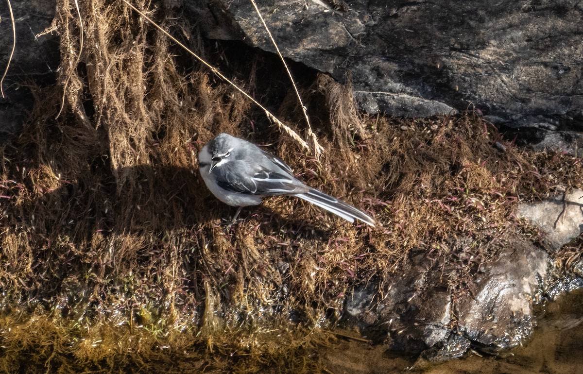 Mountain Wagtail - ML646749402