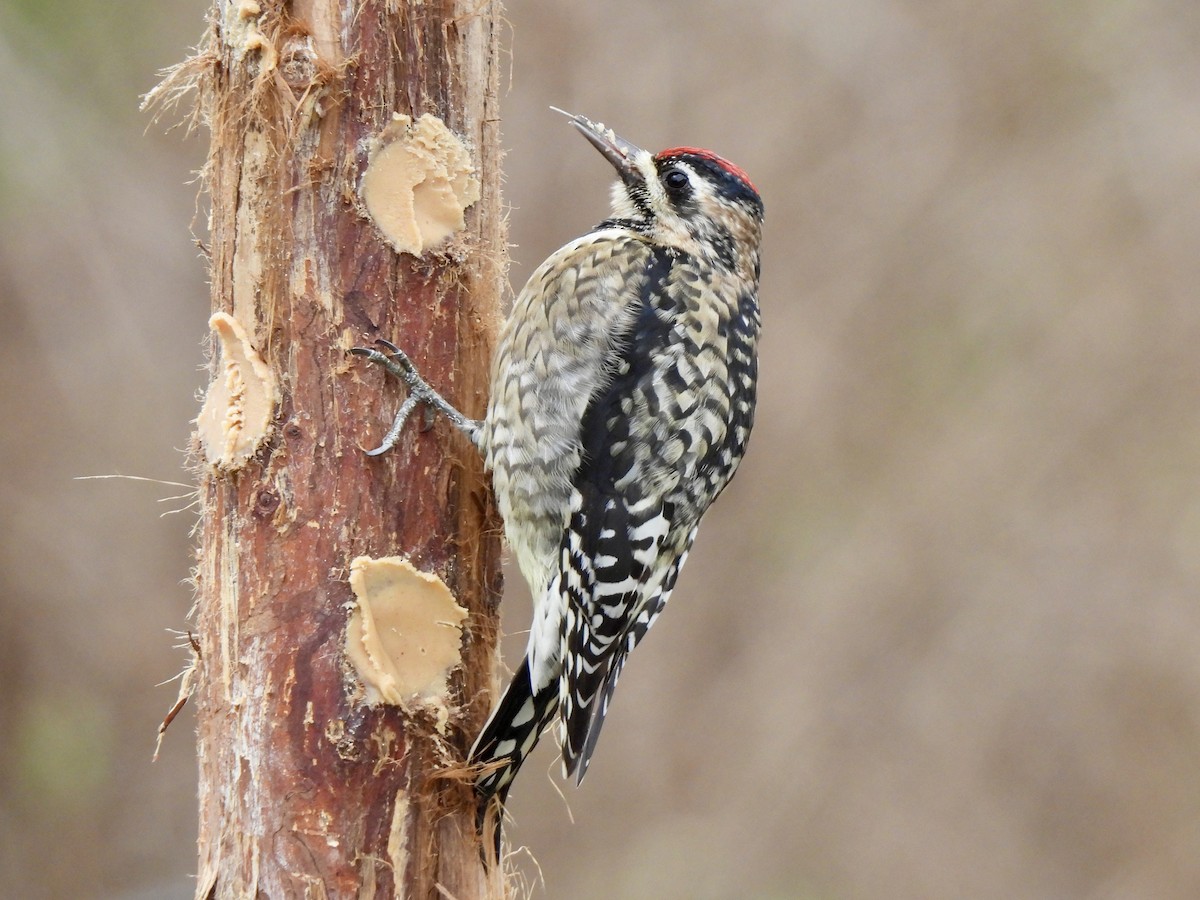 Yellow-bellied Sapsucker - ML646749405