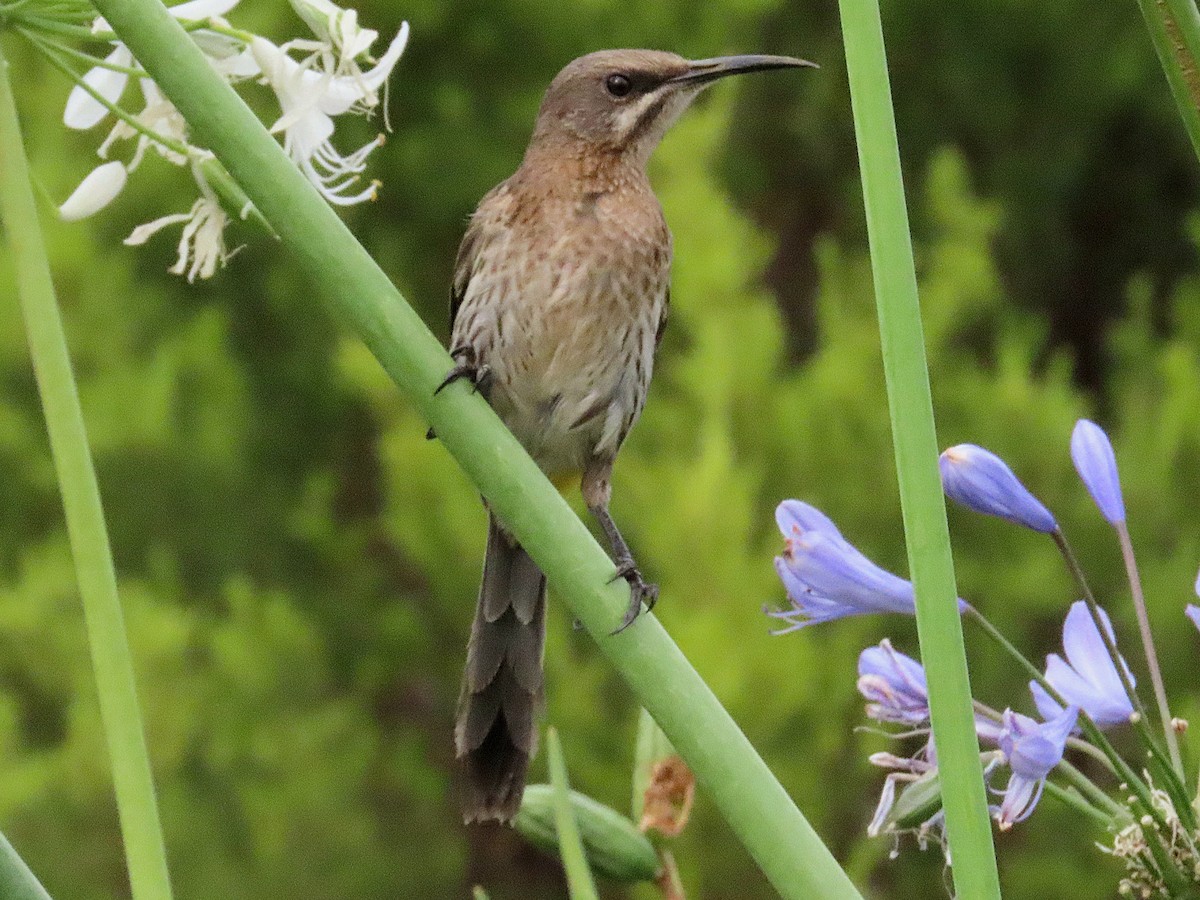 Cape Sugarbird - ML646749406