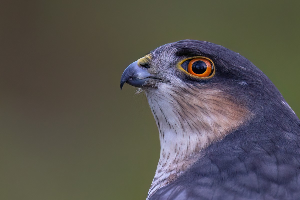 Перепелятник - ML646749408