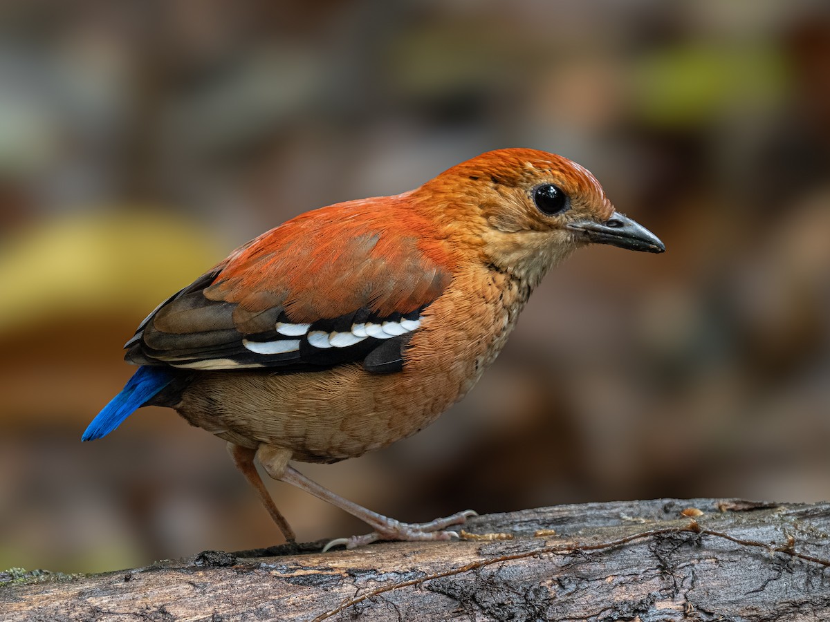 Blue-headed Pitta - ML646749411