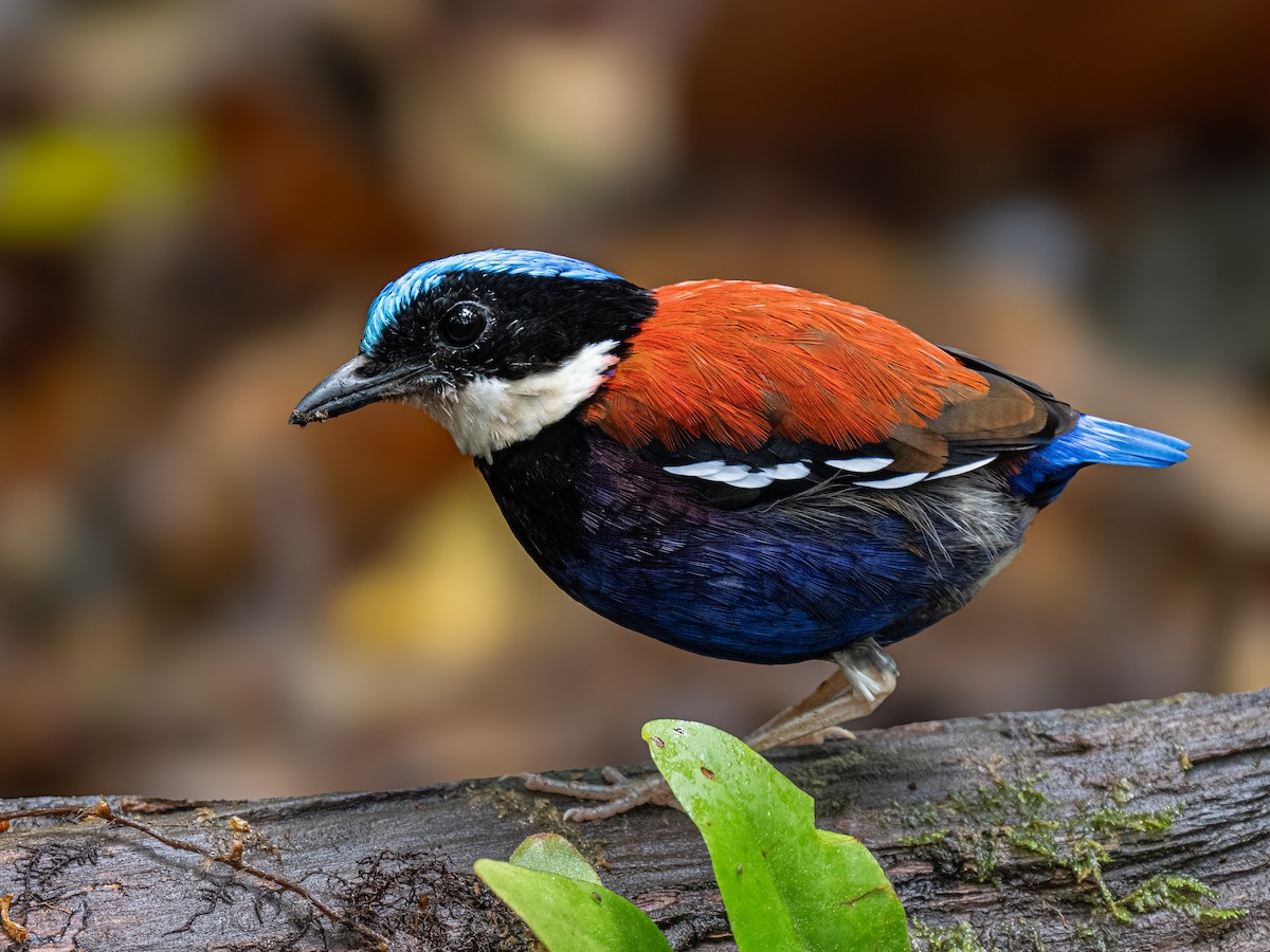 Blue-headed Pitta - ML646749412