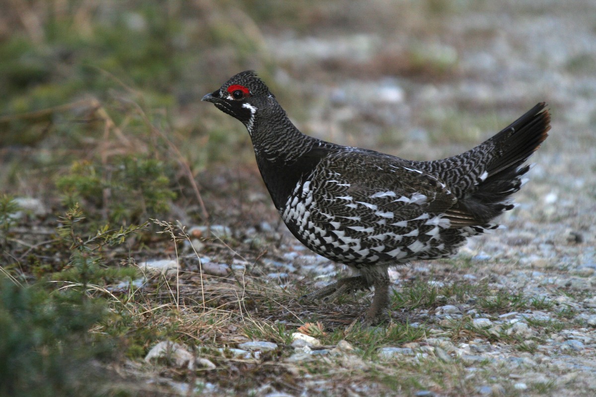 Tannenhuhn - ML646749414