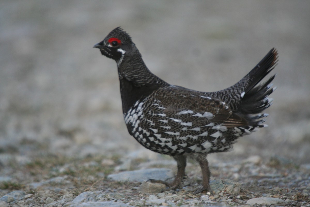 Tannenhuhn - ML646749415