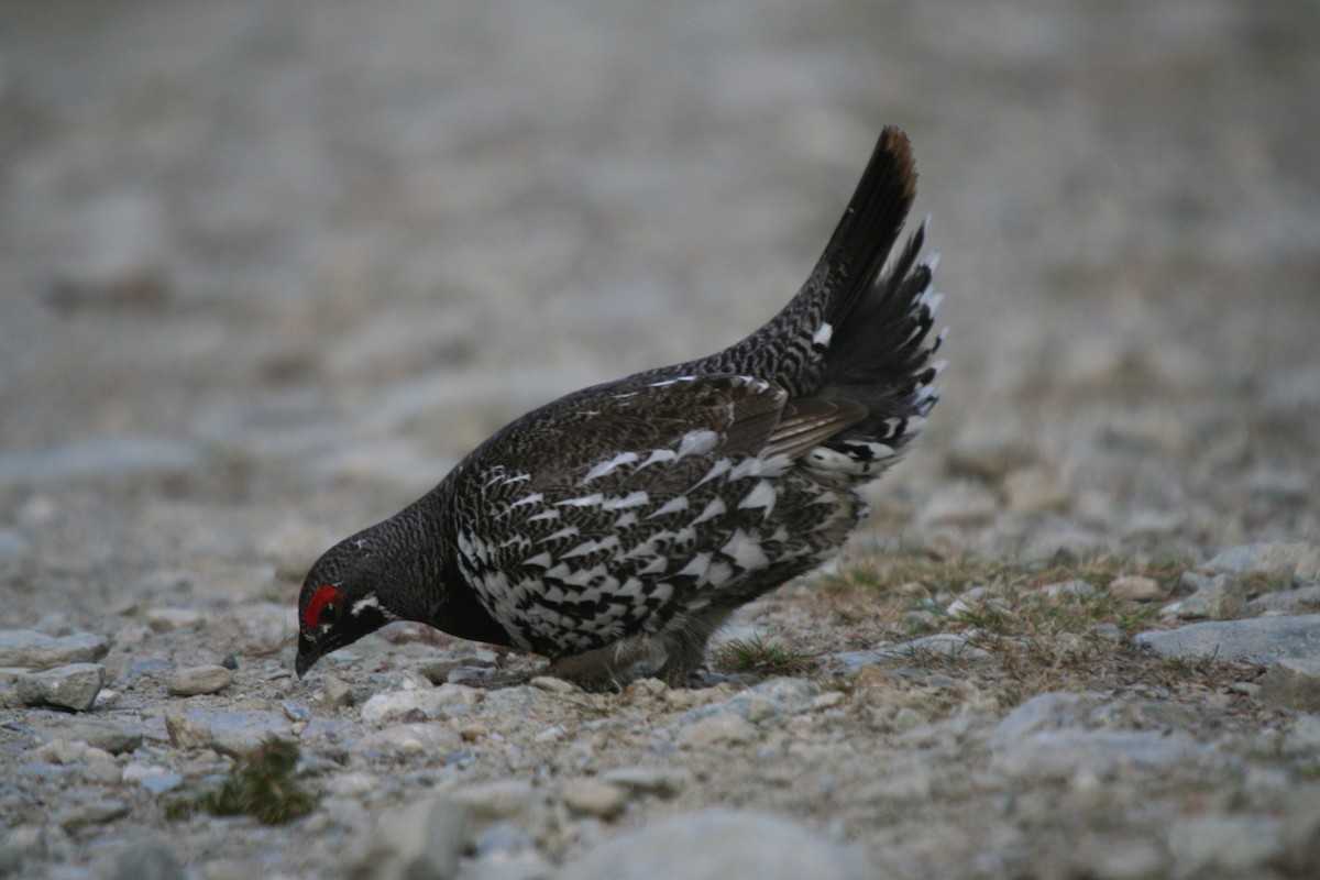 Tannenhuhn - ML646749416