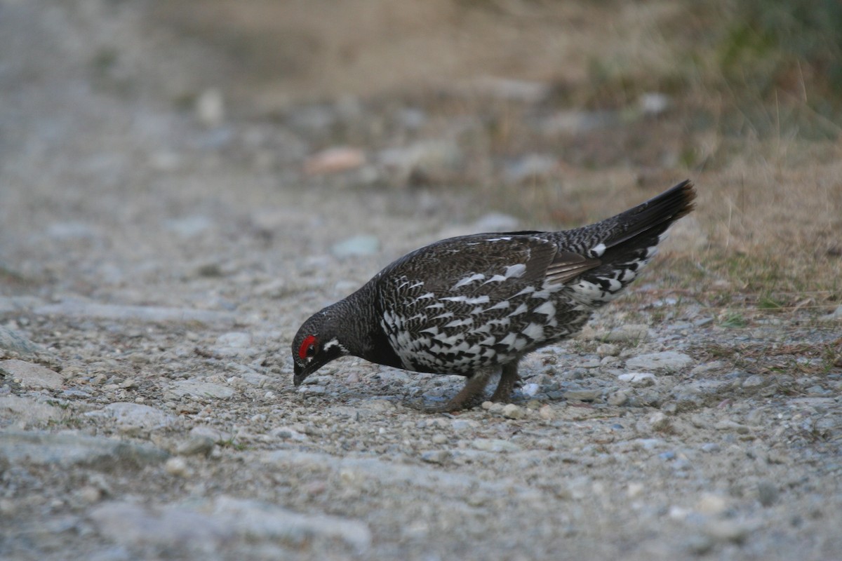 Tannenhuhn - ML646749417