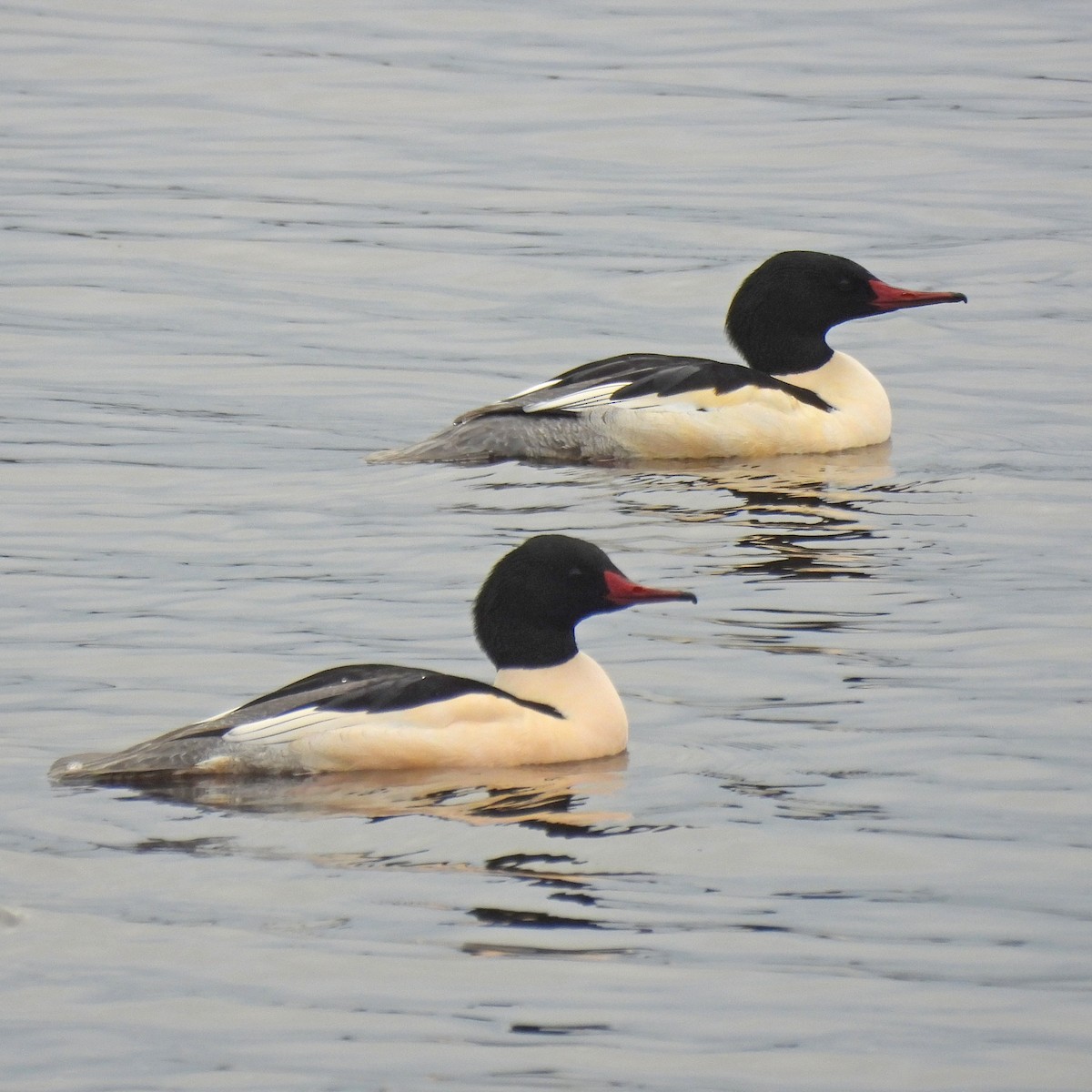 Grand Harle - ML646749418