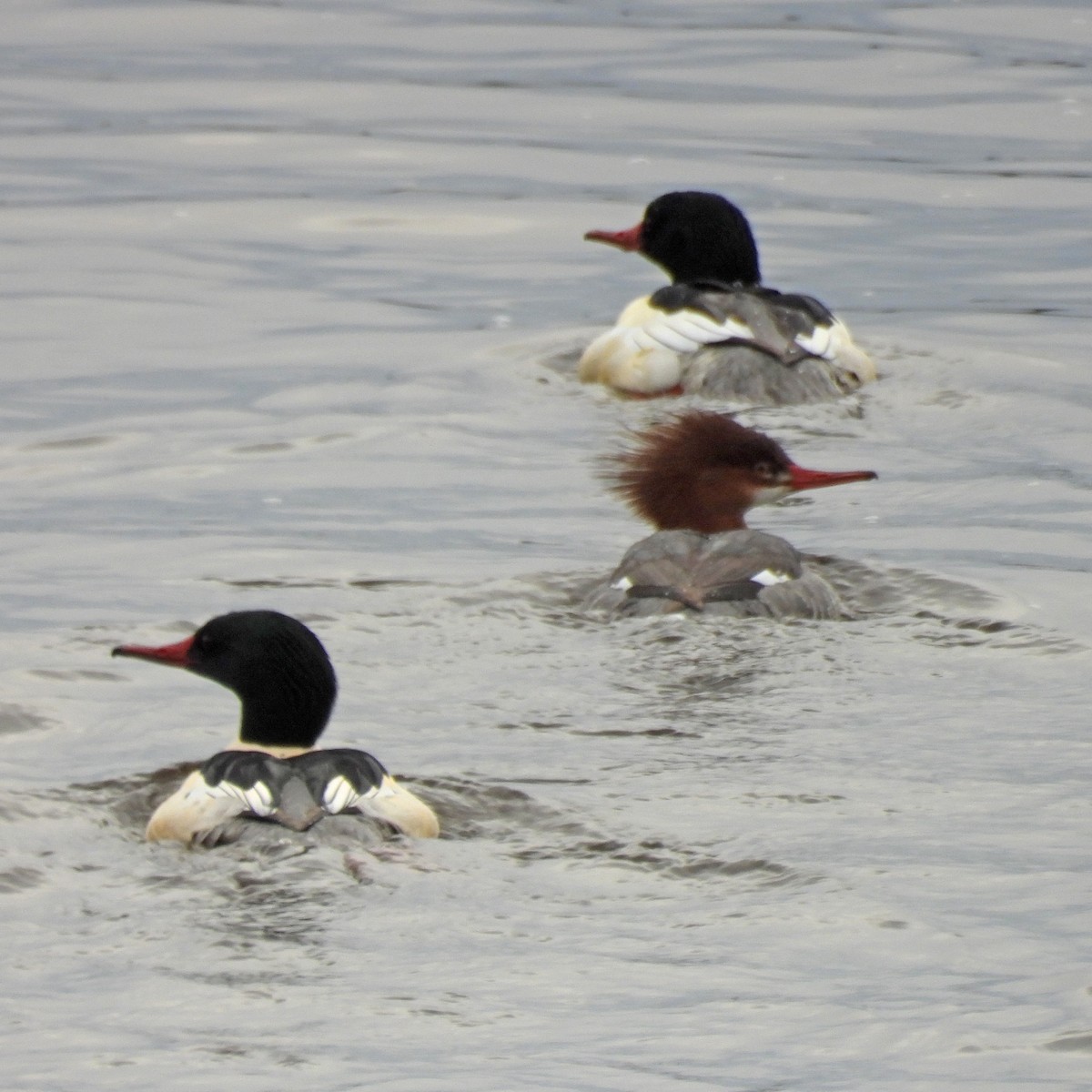 Grand Harle - ML646749419