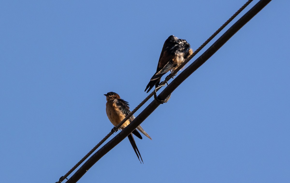 African Red-rumped Swallow - ML646749420