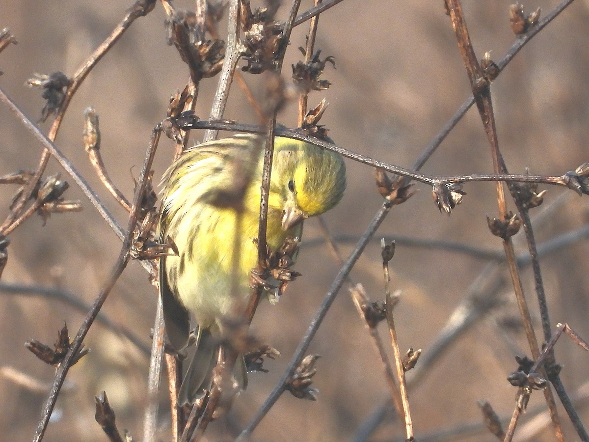 セリン - ML646749422