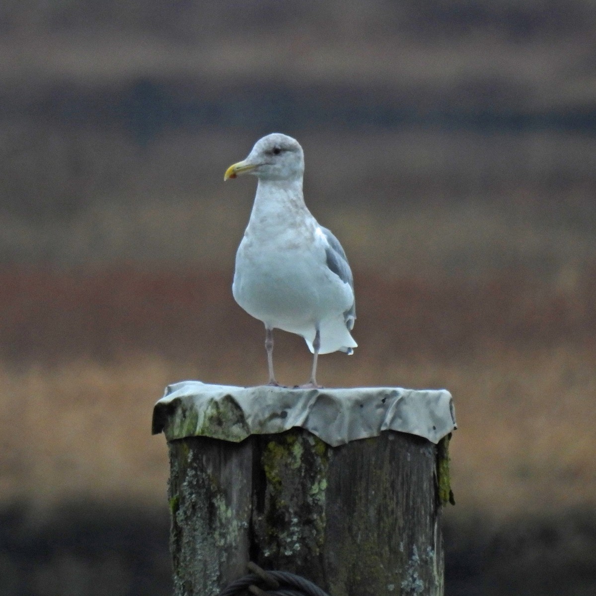 Goéland à ailes grises - ML646749423