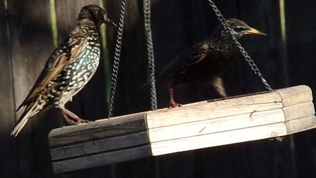 European Starling - ML646749432