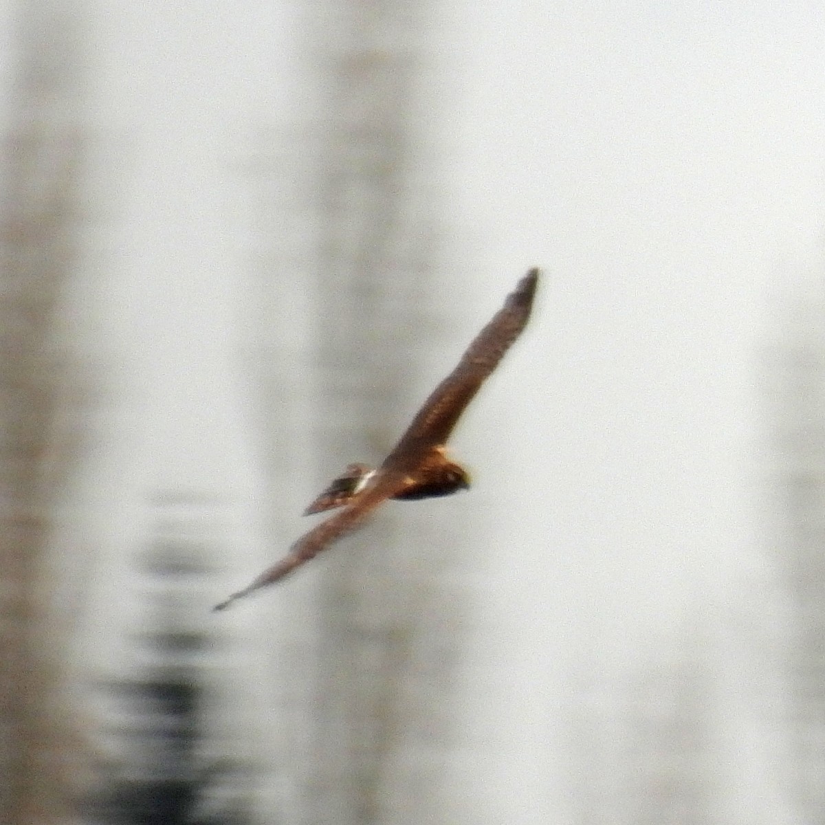 Busard des marais - ML646749433