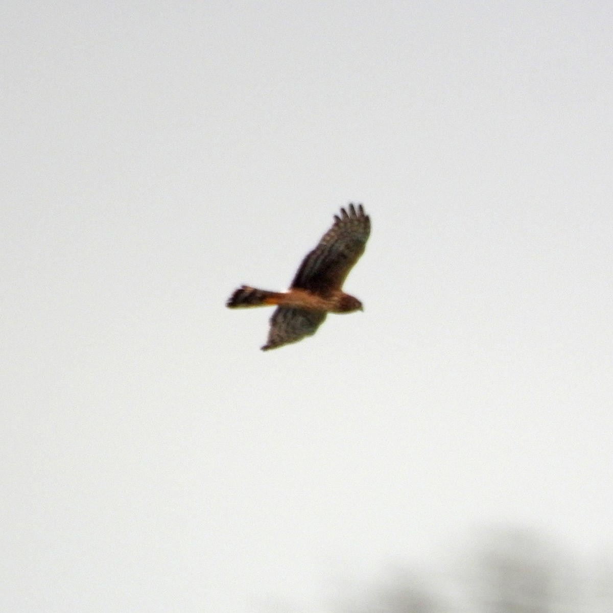 Busard des marais - ML646749434