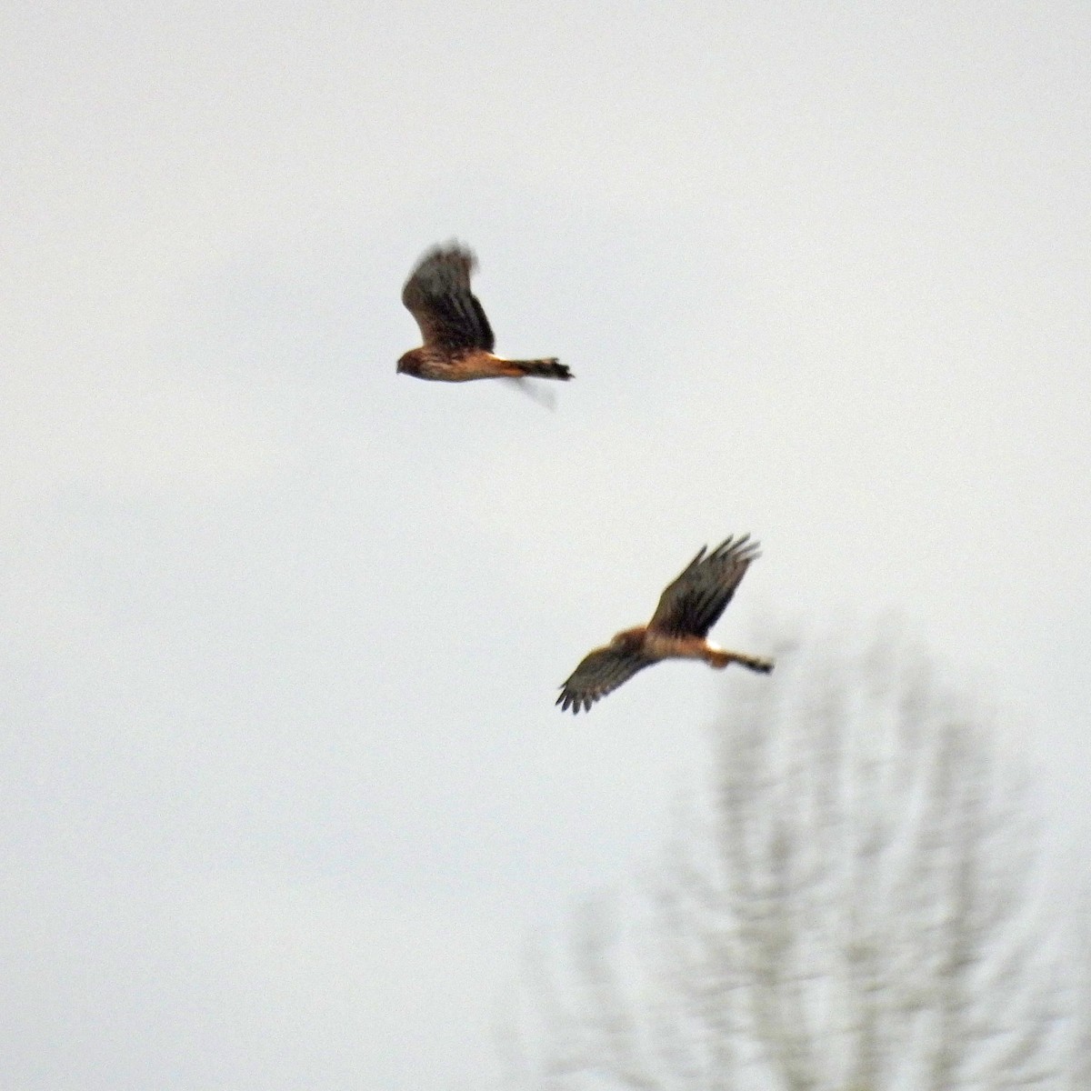 Busard des marais - ML646749435