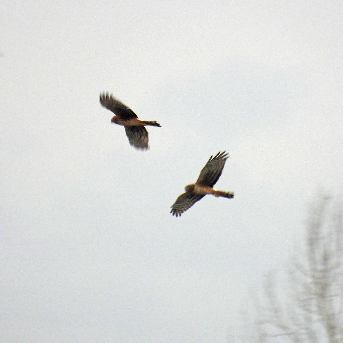 Busard des marais - ML646749436