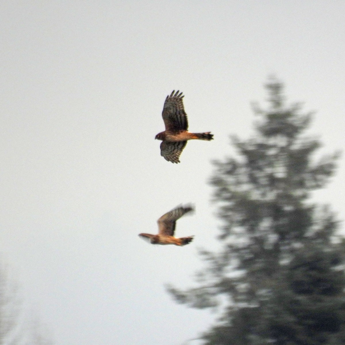 Busard des marais - ML646749437