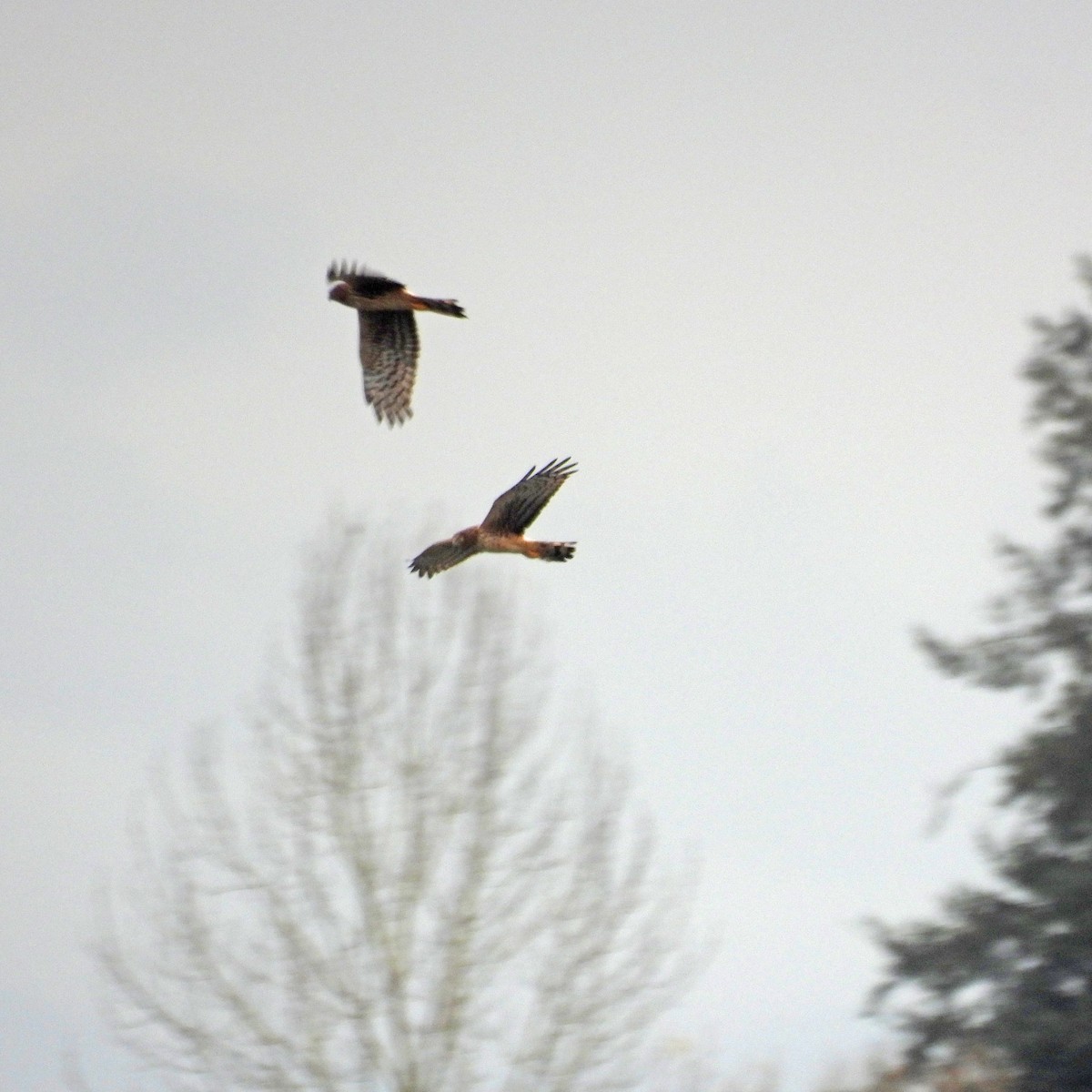 Busard des marais - ML646749438