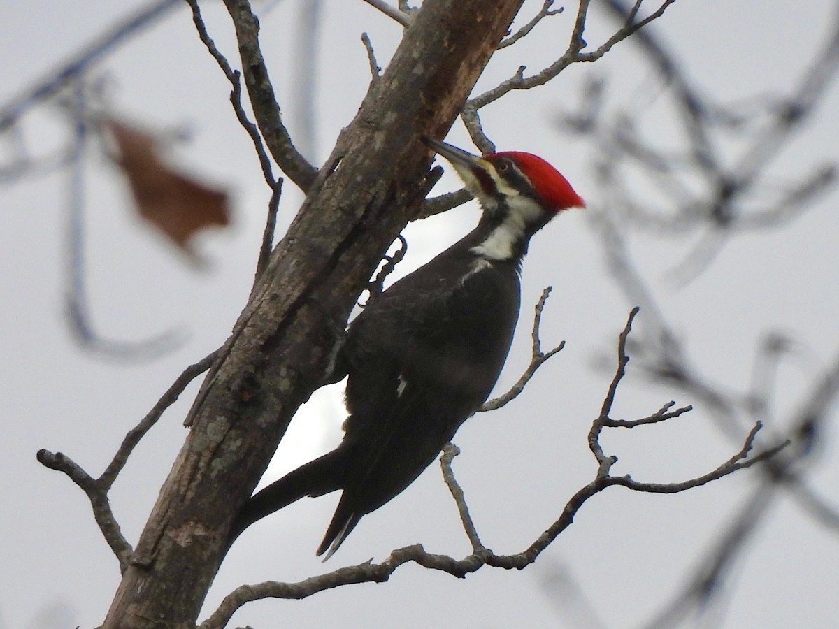 Pileated Woodpecker - ML646749439