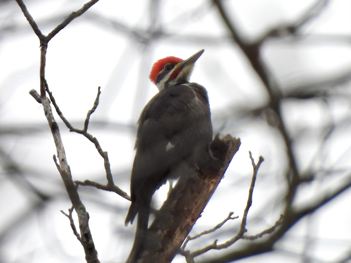 Pileated Woodpecker - ML646749440