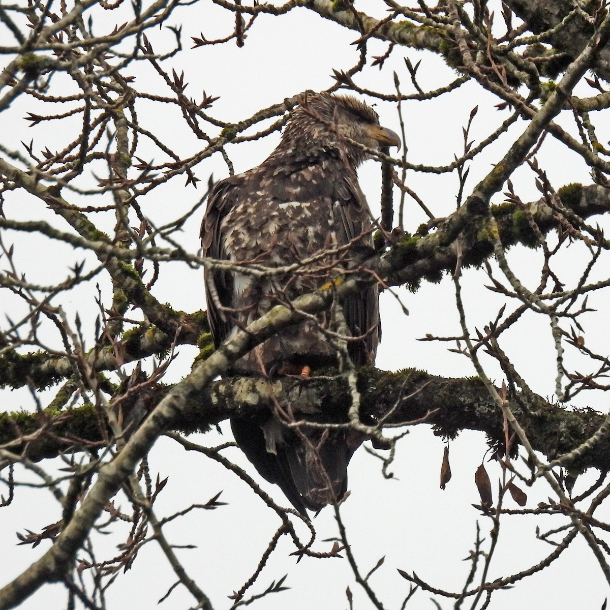 Bald Eagle - ML646749442
