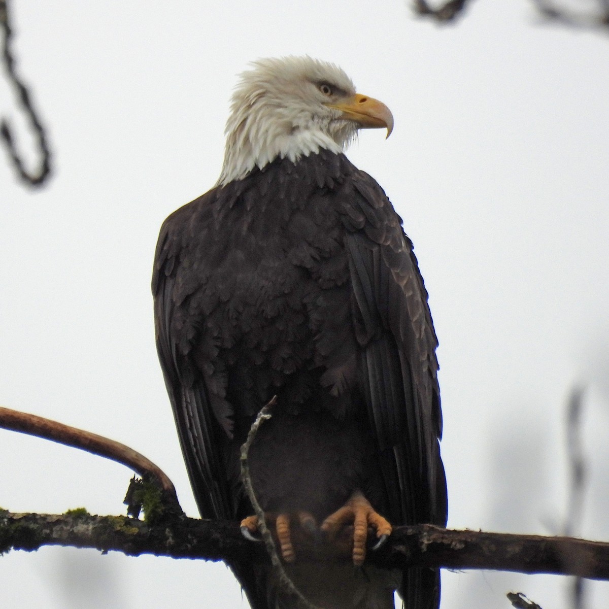 Pygargue à tête blanche - ML646749443