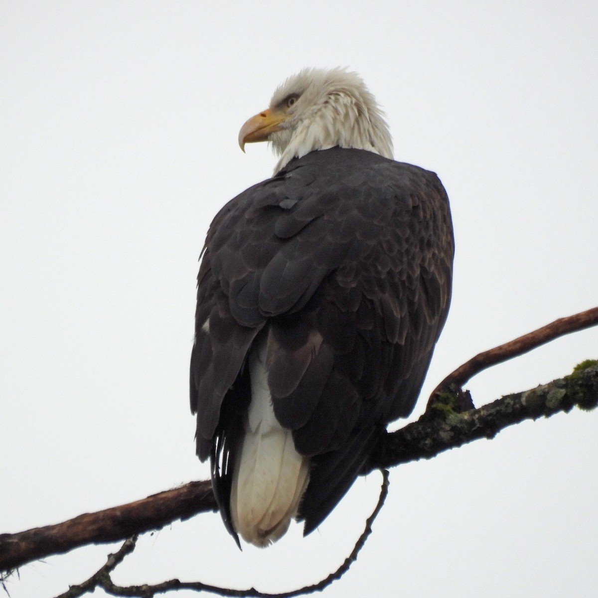 Bald Eagle - ML646749444