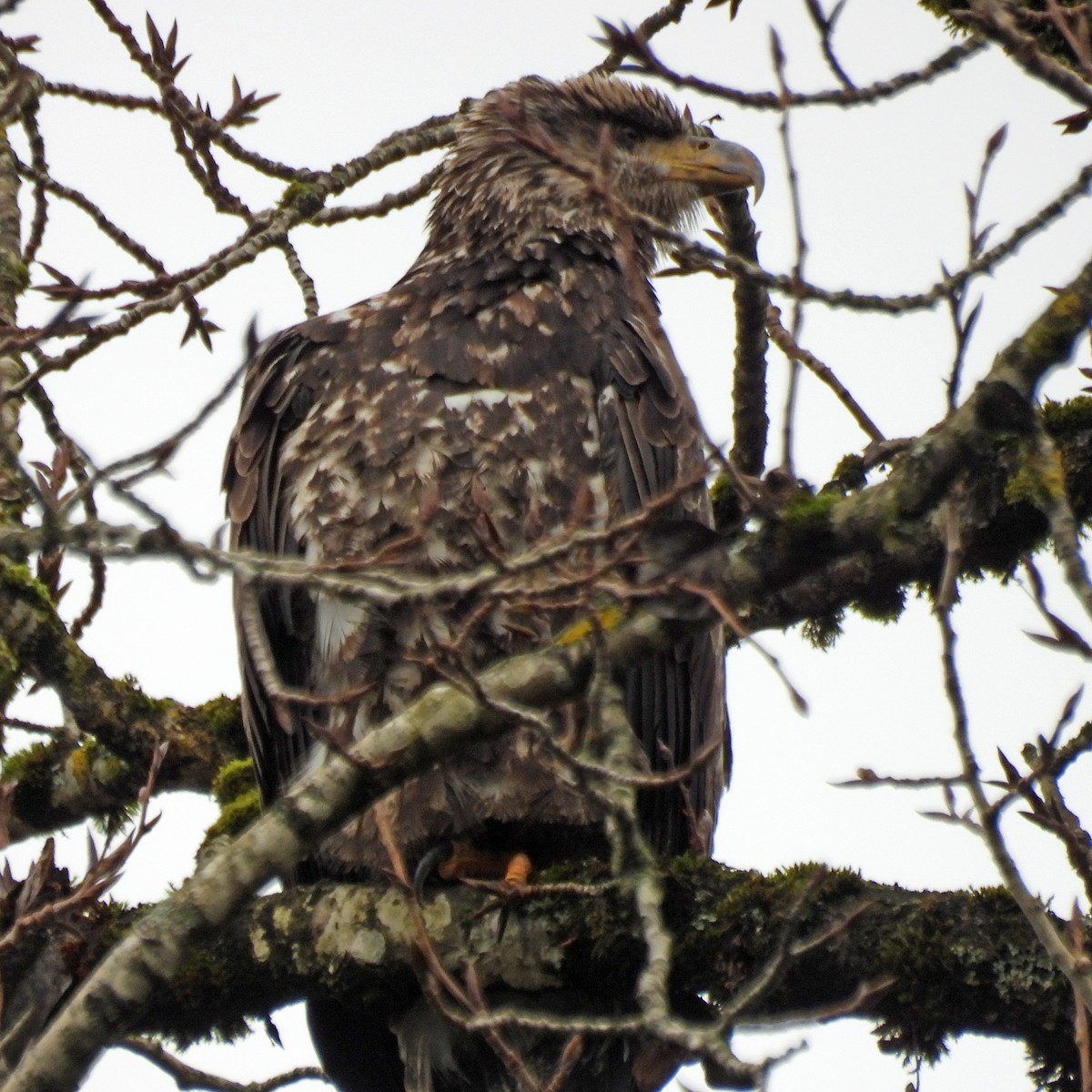 Bald Eagle - ML646749445