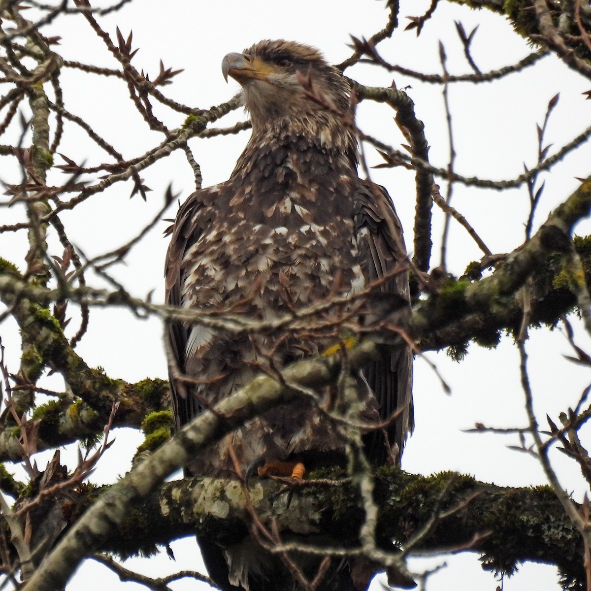 Bald Eagle - ML646749446