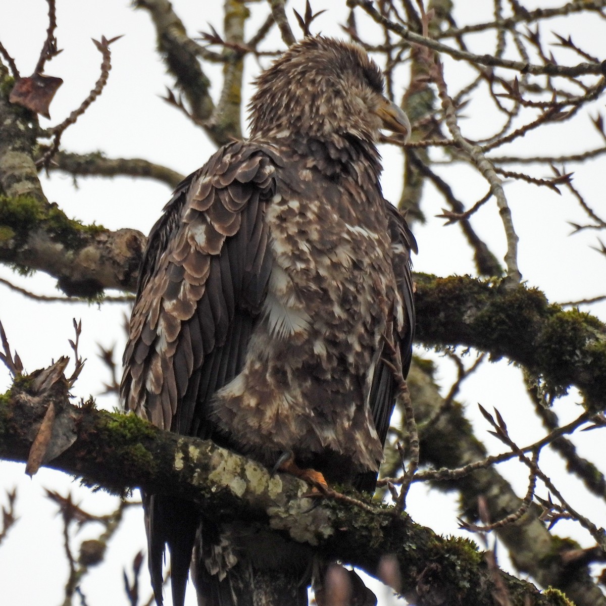 Bald Eagle - ML646749447