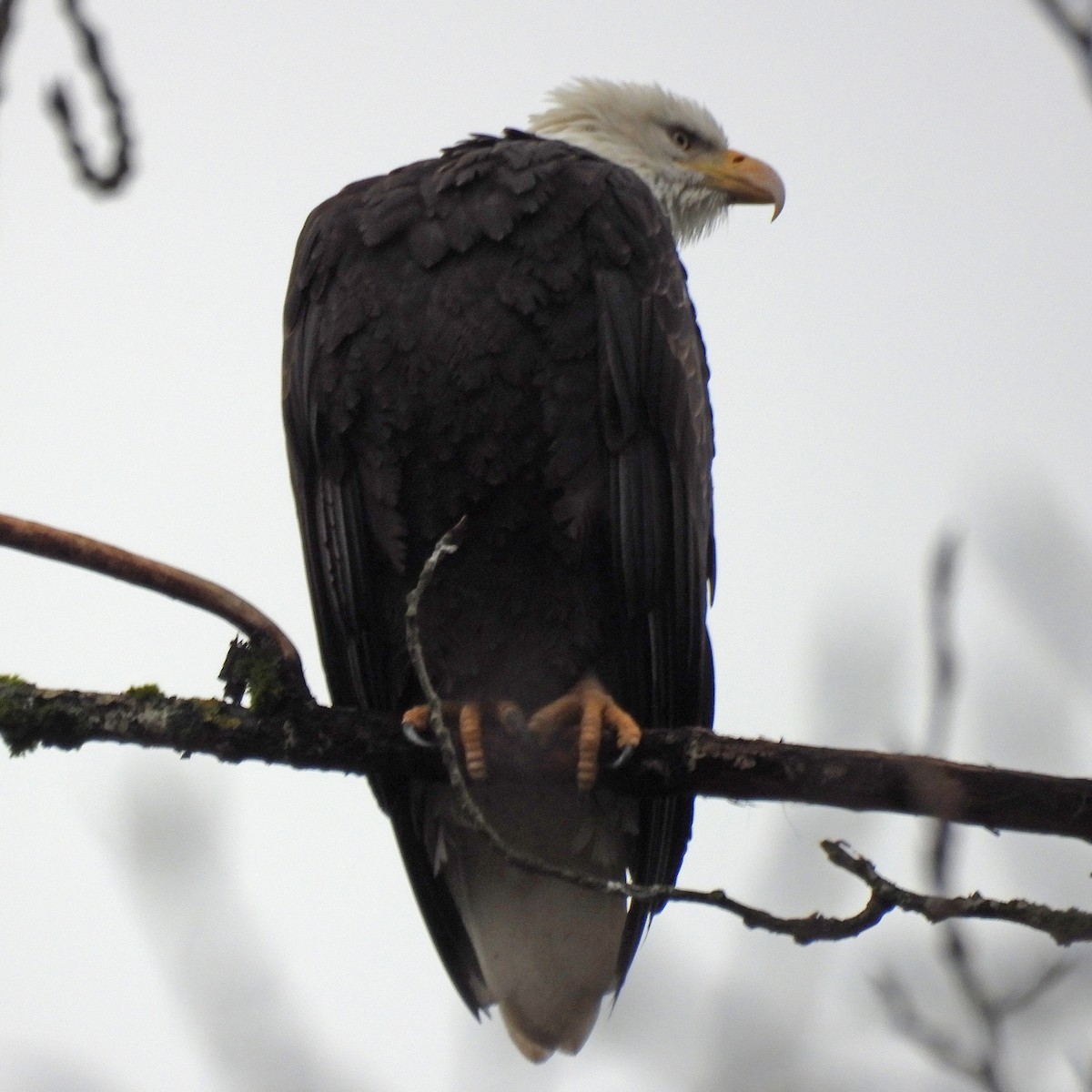 Bald Eagle - ML646749448