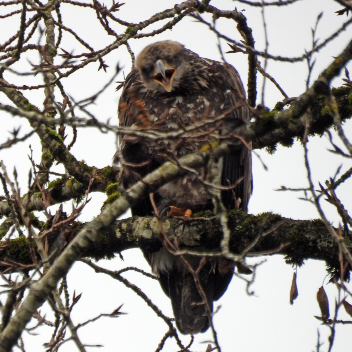 Bald Eagle - ML646749449