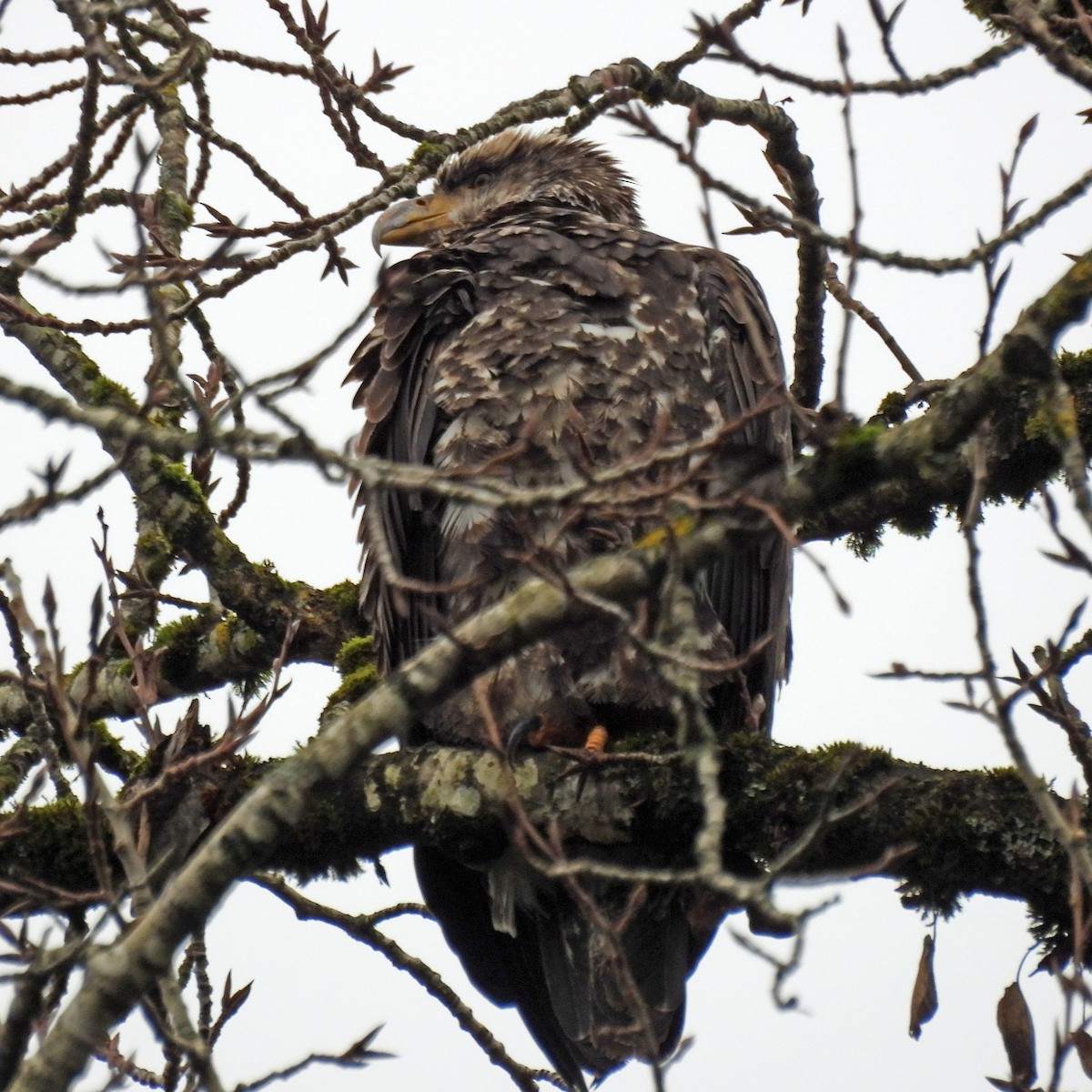 Bald Eagle - ML646749450