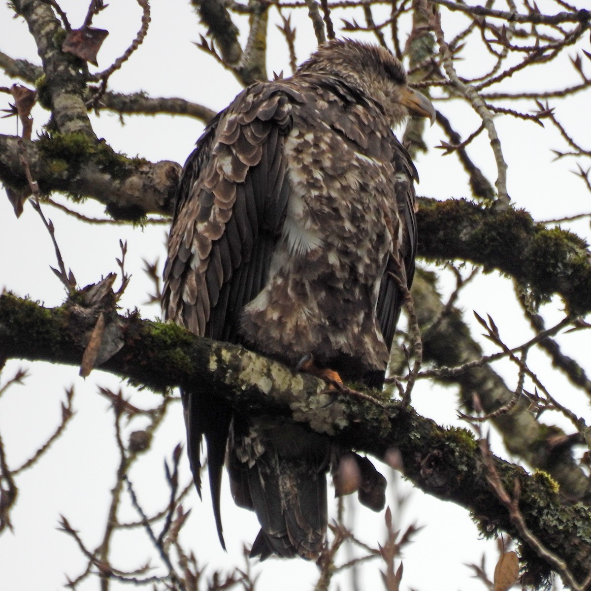 Bald Eagle - ML646749451